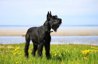 150+ Popular and Unique Names for Giant Schnauzers