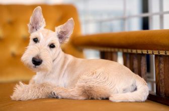 200+ Popular & Unique Scottish Terrier Names: Male and Female Ideas