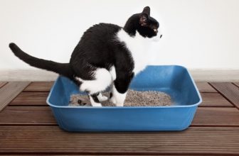 Normal vs Concerning Cat Poop: Variations Explained (With Pictures)