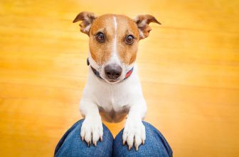 How To Teach a Dog To Beg – 7 Tips & Tricks