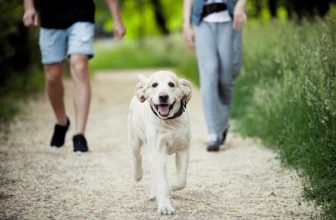 10 Great Off-Leash Dog Parks in Dallas, TX You Can Visit Today