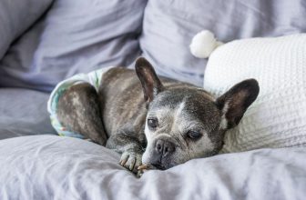 15 Common French Bulldog Health Issues to Look Out For