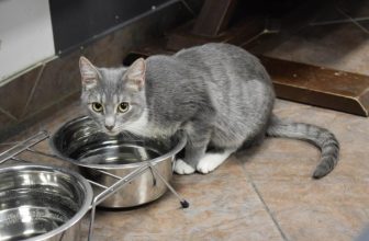 Why Do Cats Put Things in Their Water Bowl? 9 Possible Reasons
