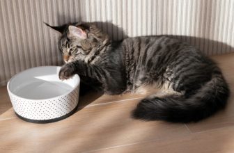 Why Does My Cat Paw at Their Water Bowl? Top 11 Reasons