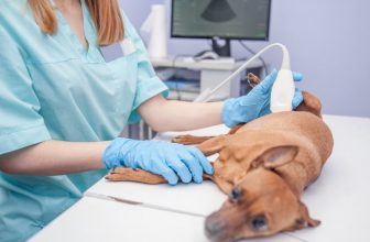 How Much Does a Dog Ultrasound Cost? (2022 Price Guide)