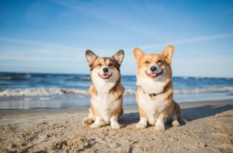 Top 10 Dog-Friendly Beaches in Florida 2022: Off-Leash & On-Leash Places to Go