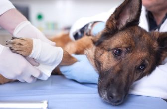 How Much Does Dog ACL Surgery Cost? (2022 Update)