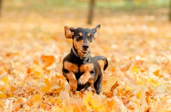 Could Fall Leaves Be Making Your Dog Itchy?