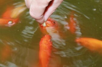 10 Health Benefits of Having Pet Fish – What Science Says!