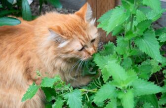 Can a Pregnant Cat Have Catnip? What You Need to Know!