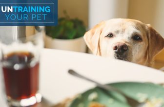 Untraining Your Pet: Stopping Dog Begging