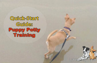 Your Quick-Start Guide To Puppy Potty Training
