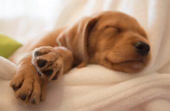 Peculiar Pet Facts: Pets can get SAD