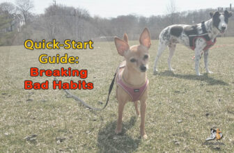 Your Quick Guide To Breaking Your Dog’s Bad Habits