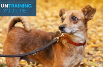 Untraining Your Pet: Breaking Away from Walk Anxiety