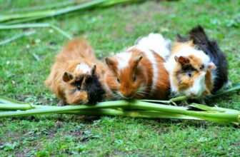 Will Guinea Pigs Stop Eating When Full? The Interesting Answer