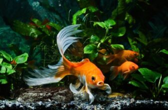 Can Koi Fish Live in Tanks? The Surprising Answer!