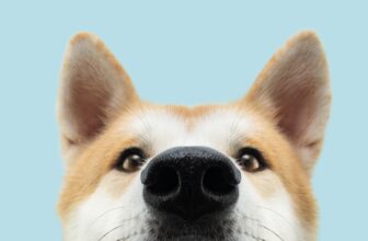 Deciphering Your Dog’s Ear Positions