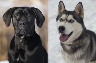 Cane Corso Husky Mix: Guide, Pictures, Care & More