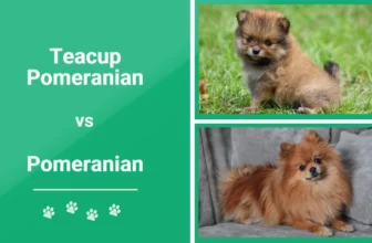 Teacup Pomeranian vs. Pomeranian: The Differences (With Pictures)