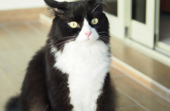 Tuxedo Ragdoll Cat: Pictures, Facts & History