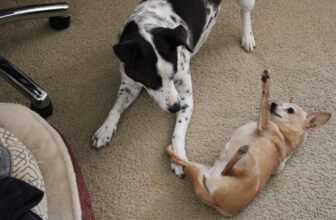 Do Dogs Forgive? How Dogs Know When We’re Sorry 🐾 Little Dog Tips