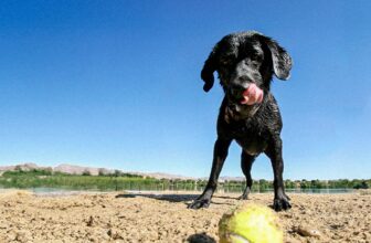 6 Retriever Breeds to Get to Know