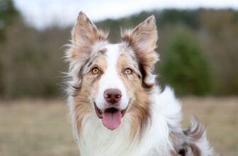 What Is the Average IQ of a Dog? Canine Intelligence Explored (Vet-Verified)