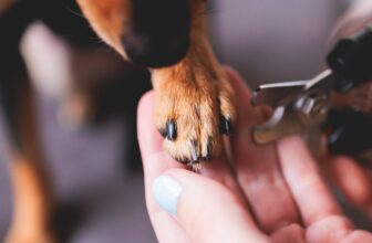 How to Trim Dog Nails Safely
