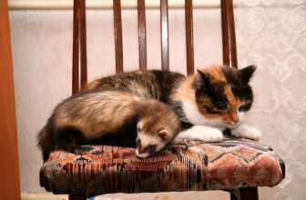 Can Cats Eat Ferret Food? Vet-Verified Nutrition Facts & FAQ