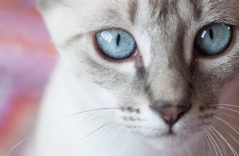 Can Cats See Color? Understanding Feline Vision