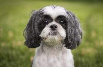 13 Common Eye Problems in Dogs: Vet-Verified Signs & Treatment Options