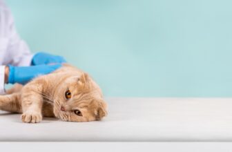 A Cat Owner’s Guide to Feline Leukemia Virus (FeLV)