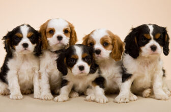 When Do Puppies Stop Growing? A Puppy Growth Guide