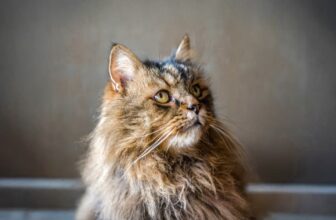 Can Cats Get Dementia? Signs, Diagnosis & Treatment